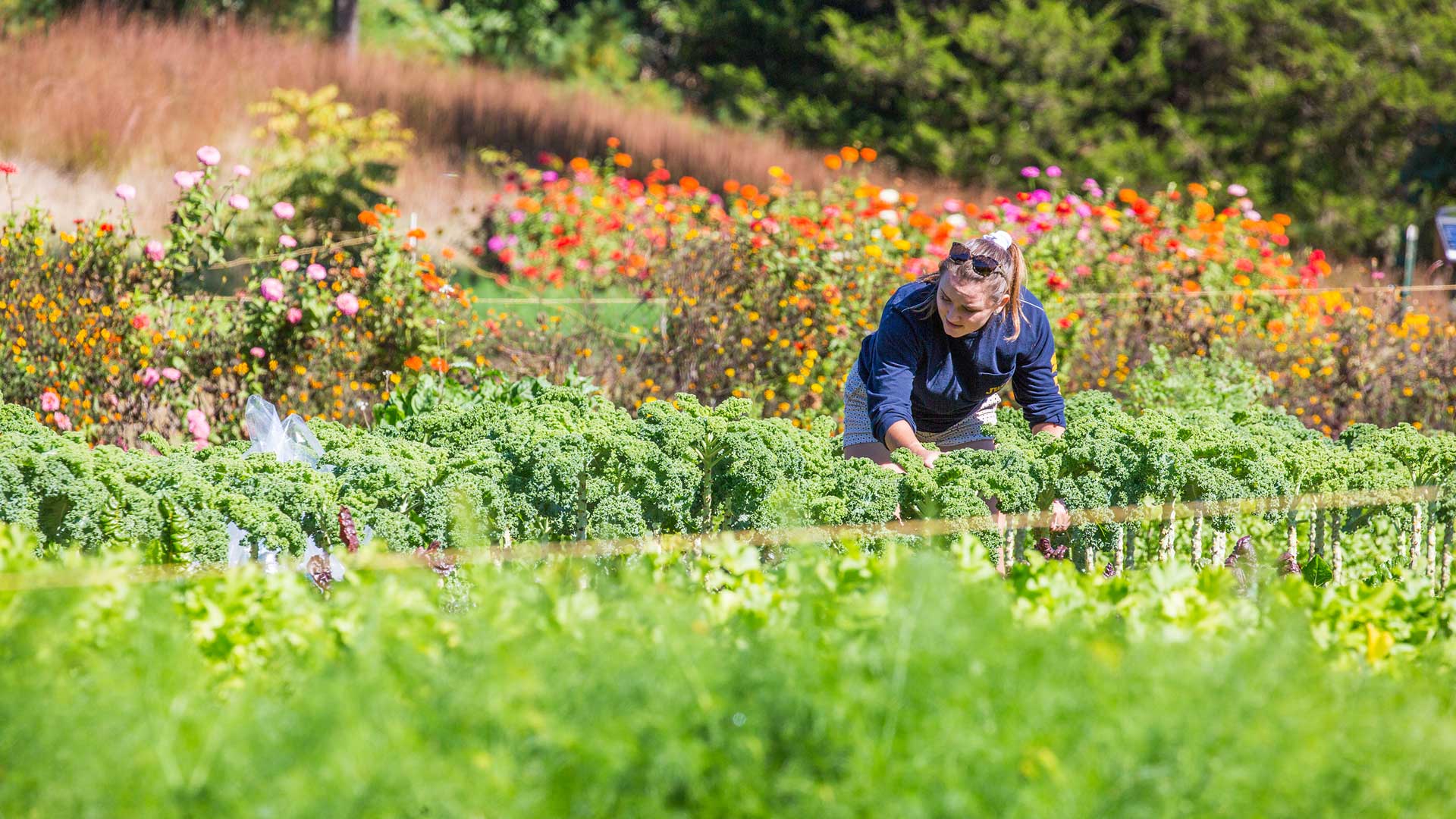 Graphic illustration of students gleaning produce at a farm.